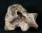 Unidentified Theropod Cervical Vertebrae #12809-1